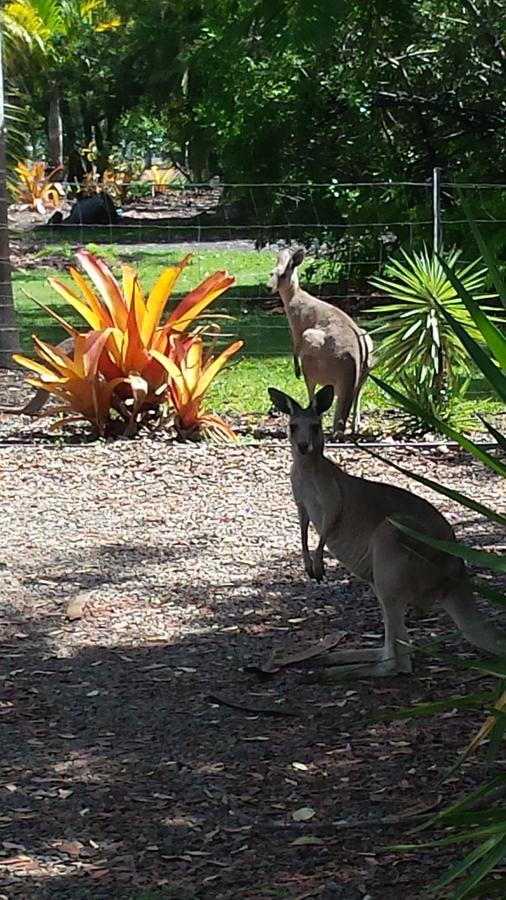 Bluegrass Bnb Bed & Breakfast Bundaberg Dış mekan fotoğraf