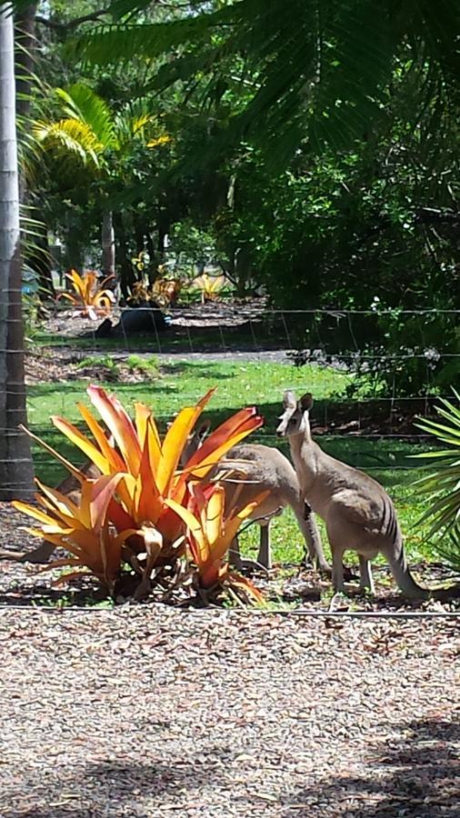 Bluegrass Bnb Bed & Breakfast Bundaberg Dış mekan fotoğraf